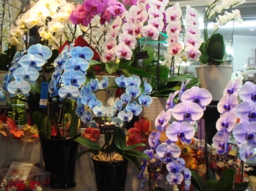 「ザ・グリーンハウス」　（鳥取県鳥取市）の花屋店舗写真3